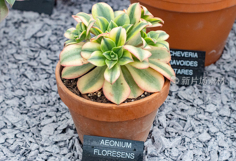 英国伦敦的Aeonium Floresens